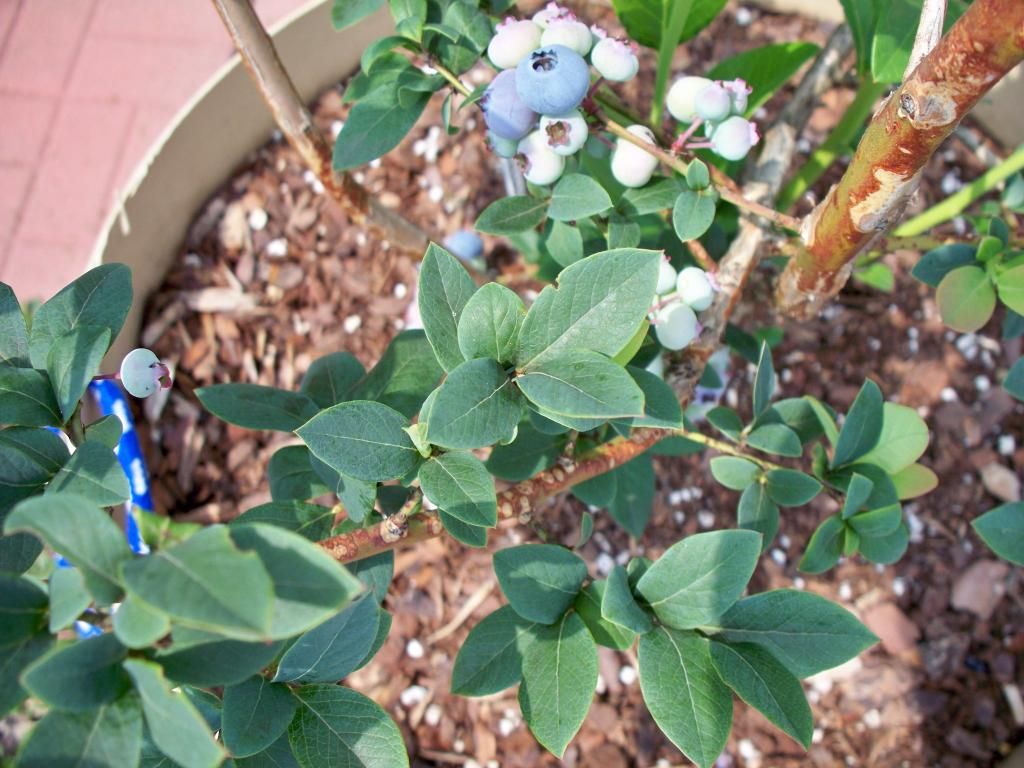  photo 100_7715_zps2b58e4e5.jpg