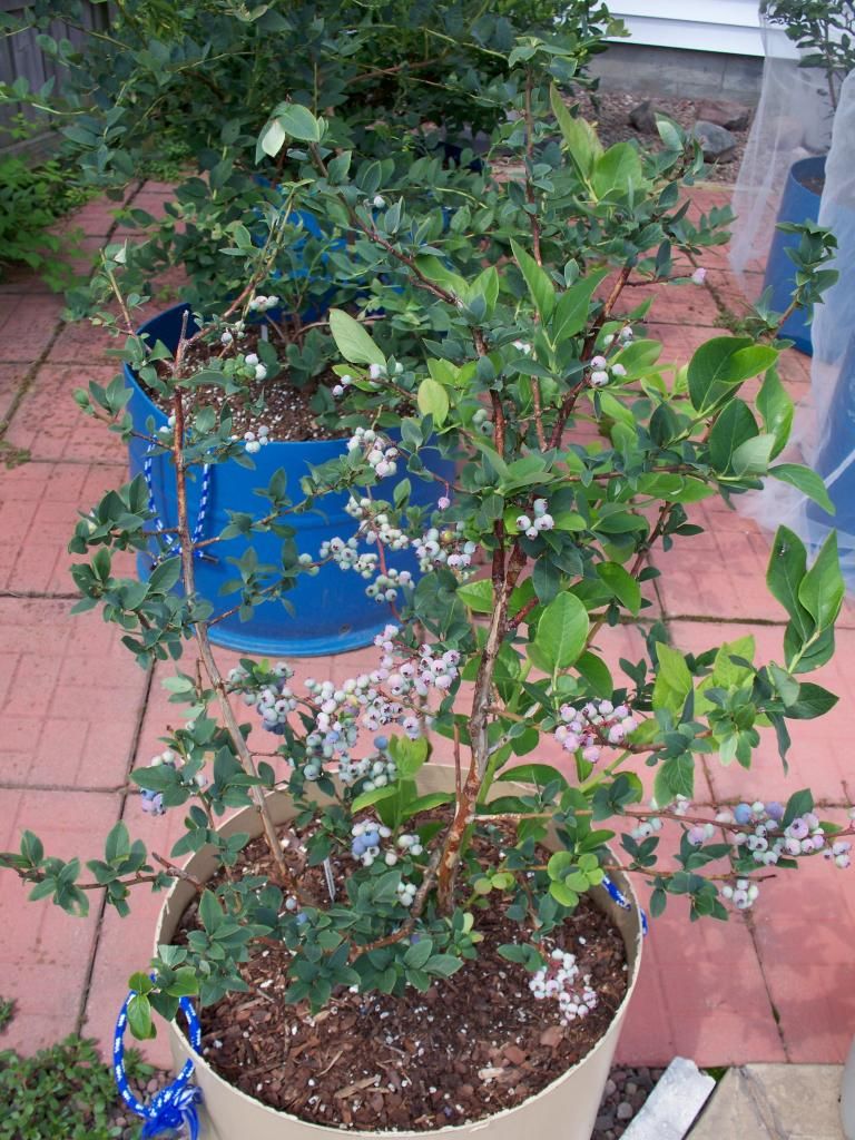  photo 100_7716_zpsb5f0088e.jpg