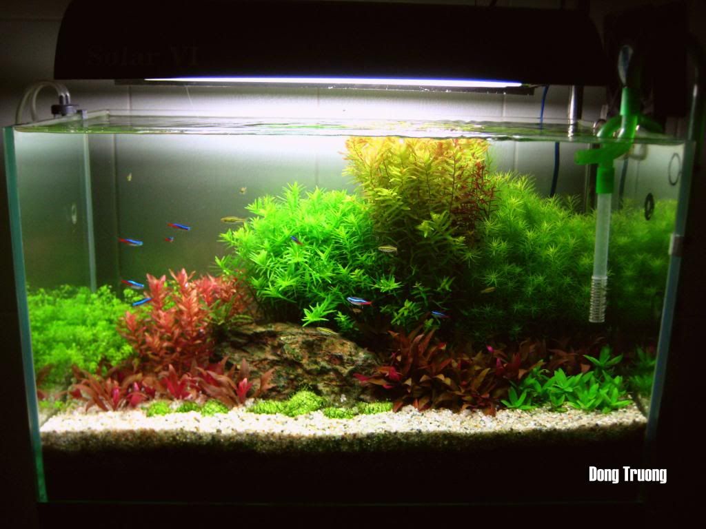 Cung cấp SLL lũa trà rừng loại 1 ! - 21