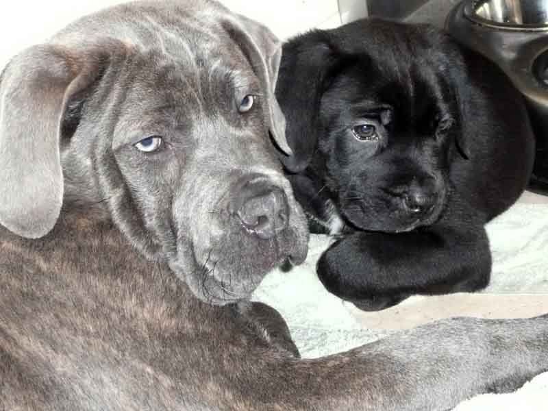 cane corso with floppy ears