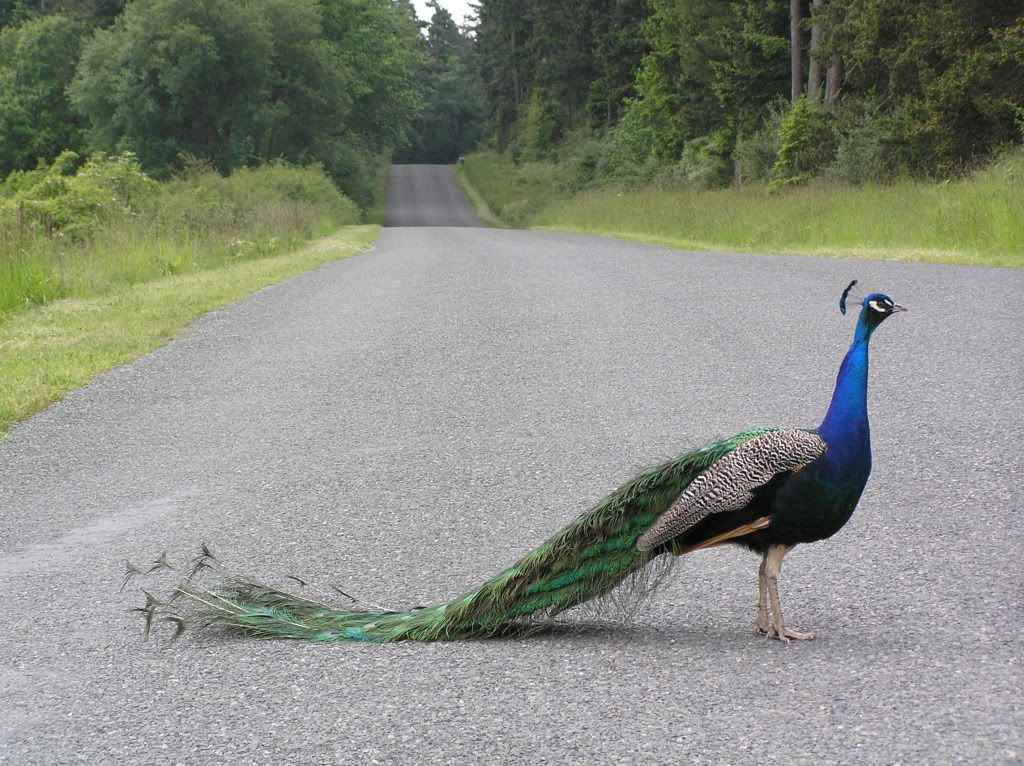 animalsandstuff175.jpg