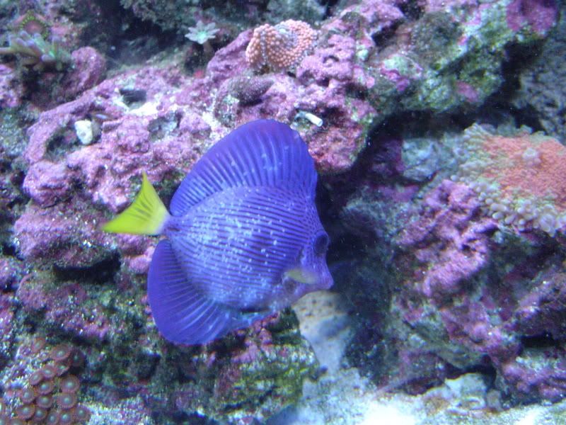purple tang has white blotches Reef Central Online Community
