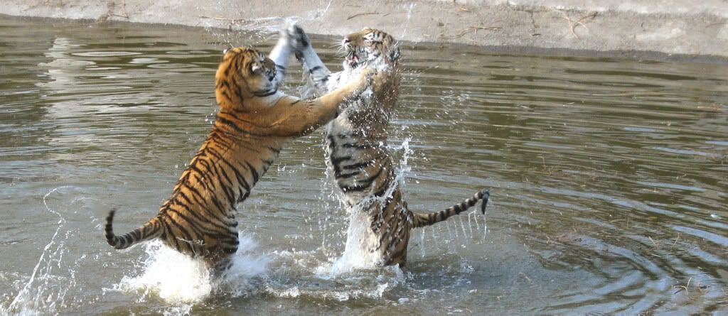 two tigers playing in the water Pictures, Images and Photos