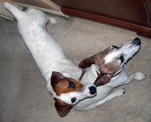 dogs.jpg