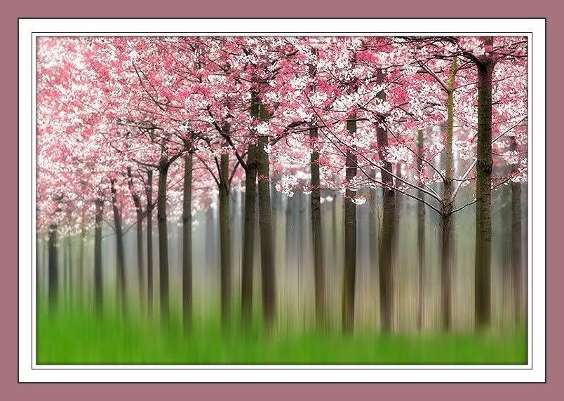 spring.jpg spring image by unsolocorazon