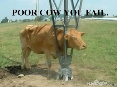 poor-cow-you-fail.jpg