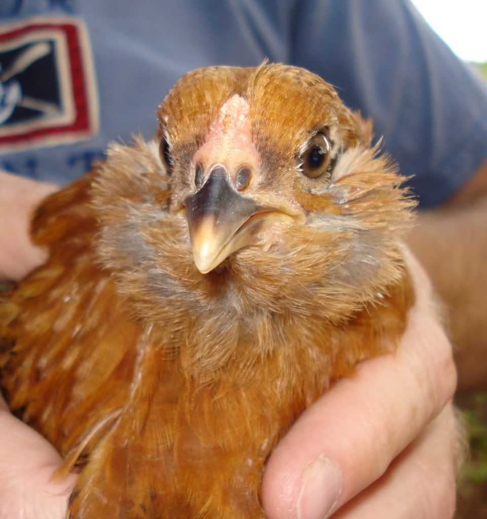 8 week old EE chicks cockerels? Pullets? BackYard Chickens Learn