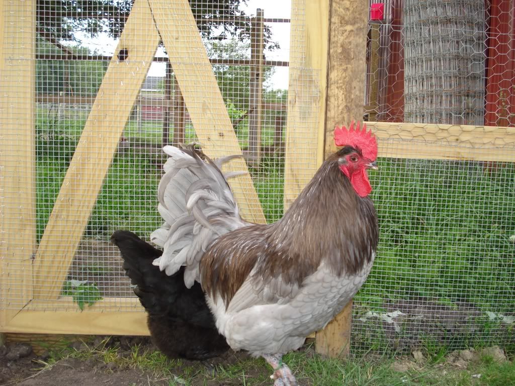 http://i236.photobucket.com/albums/ff66/Wadamson/Jethro-July09b.jpg