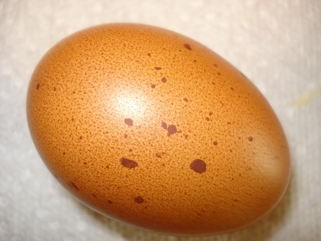 Spots on my brown eggs. BackYard Chickens Learn How to Raise Chickens
