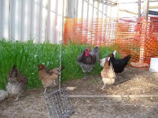 http://i236.photobucket.com/albums/ff66/Wadamson/chickenherbs-chickensatedge2.jpg