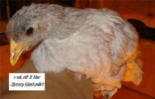 http://i236.photobucket.com/albums/ff66/Wadamson/ltbluejersey-7weeks-b.jpg