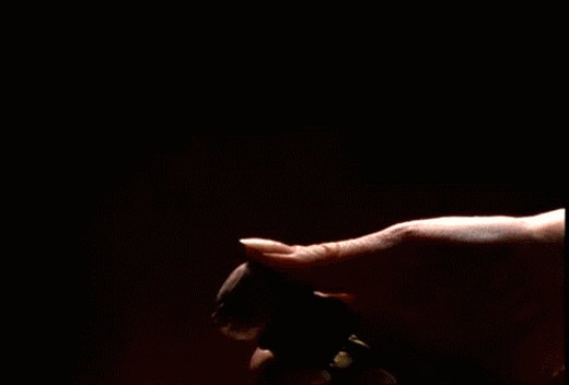 champagneGif.gif champagne image by xavierlaurent