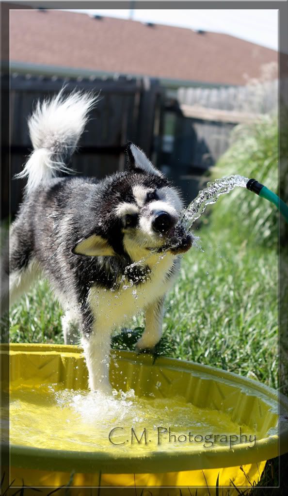 IMAGE: http://i236.photobucket.com/albums/ff74/CrackerPics/Yoshi%20Pics/IMG_4470edit.jpg