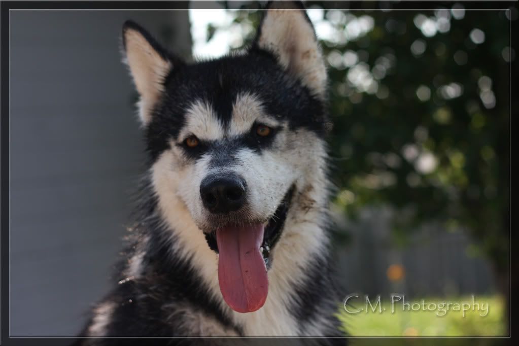 IMAGE: http://i236.photobucket.com/albums/ff74/CrackerPics/Yoshi%20Pics/IMG_4493edit.jpg