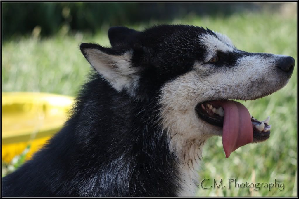 IMAGE: http://i236.photobucket.com/albums/ff74/CrackerPics/Yoshi%20Pics/IMG_4582edit.jpg