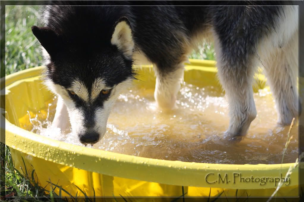 IMAGE: http://i236.photobucket.com/albums/ff74/CrackerPics/Yoshi%20Pics/IMG_4662edit.jpg