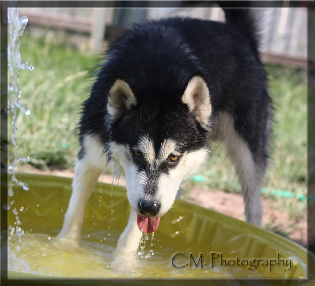 IMAGE: http://i236.photobucket.com/albums/ff74/CrackerPics/Yoshi%20Pics/IMG_4680edit.jpg