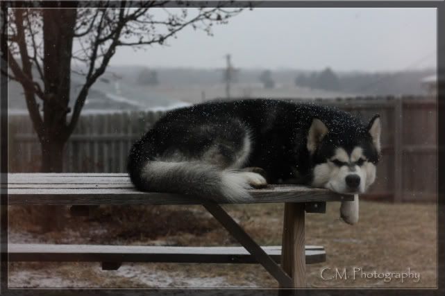 IMAGE: http://i236.photobucket.com/albums/ff74/CrackerPics/Yoshi%20Pics/IMG_7296edit.jpg