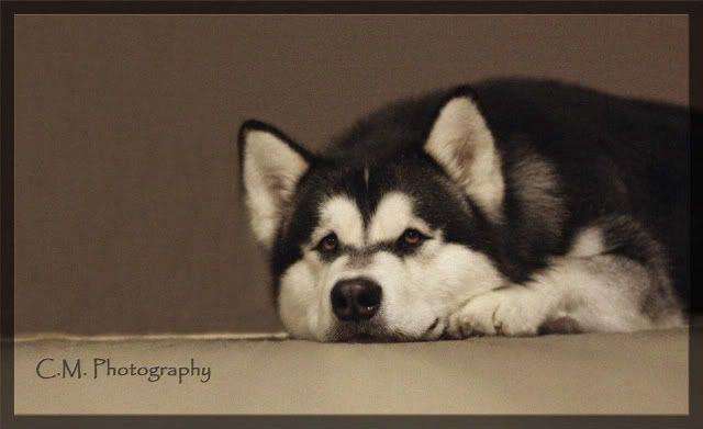 IMAGE: http://i236.photobucket.com/albums/ff74/CrackerPics/Yoshi%20Pics/IMG_7317edit.jpg