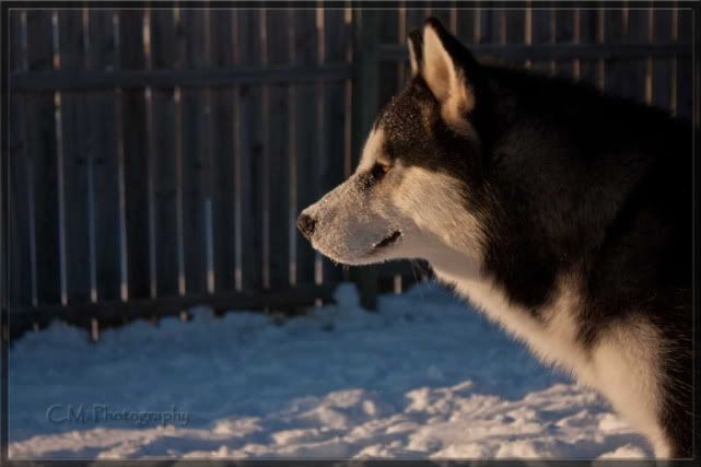 IMAGE: http://i236.photobucket.com/albums/ff74/CrackerPics/Yoshi%20Pics/IMG_7779copy.jpg