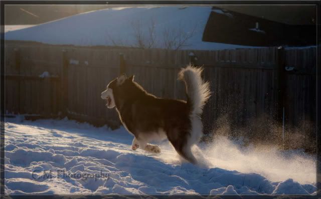 IMAGE: http://i236.photobucket.com/albums/ff74/CrackerPics/Yoshi%20Pics/IMG_7789copy.jpg