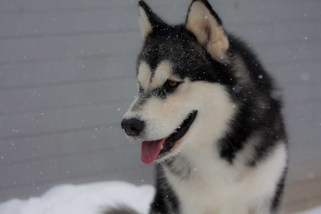 IMAGE: http://i236.photobucket.com/albums/ff74/CrackerPics/Yoshi%20Pics/IMG_7902.jpg