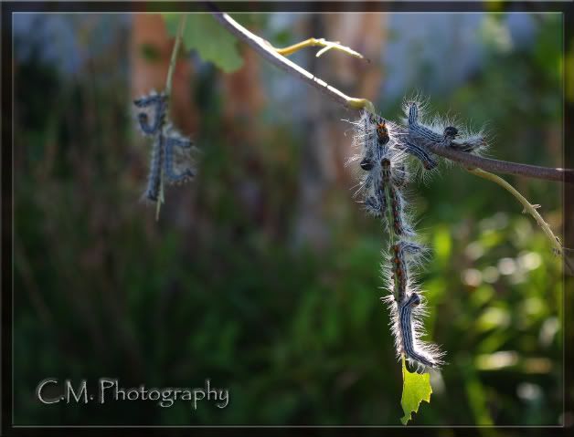 IMAGE: http://i236.photobucket.com/albums/ff74/CrackerPics/bugs/IMG_5817edit-1.jpg