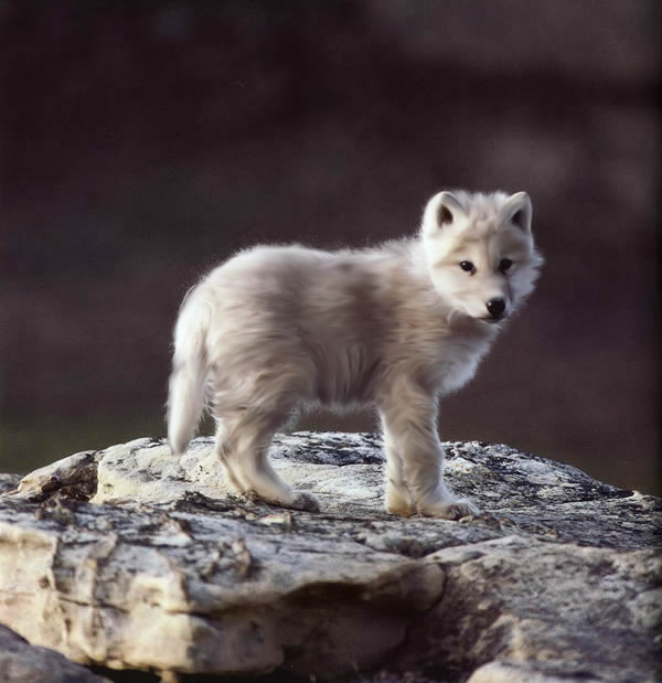 white wolf pup