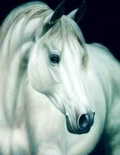 caballo-blanco1.jpg picture by Klaudialy