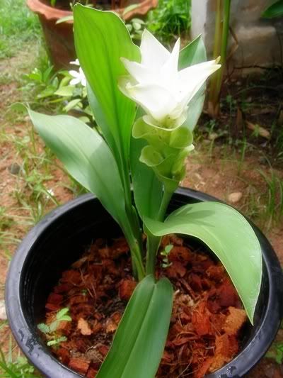คราช หนีตามผู้ชาย