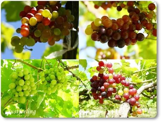 ขุนเขา ดอกไม้ และ สายน้ำ