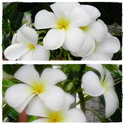 คราช หนีตามผู้ชาย
