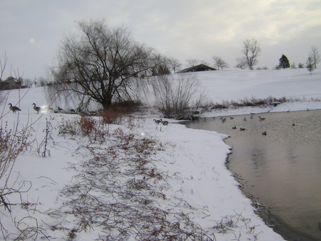 golfcoursegoosehunt003.jpg