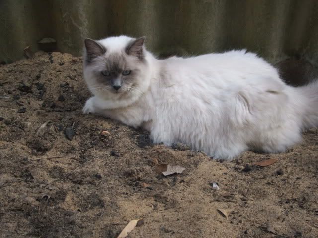 lavender ragdoll