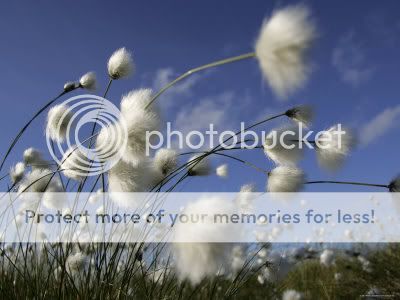 1136316Cotton-Grass-Blowing-in-Wind.jpg