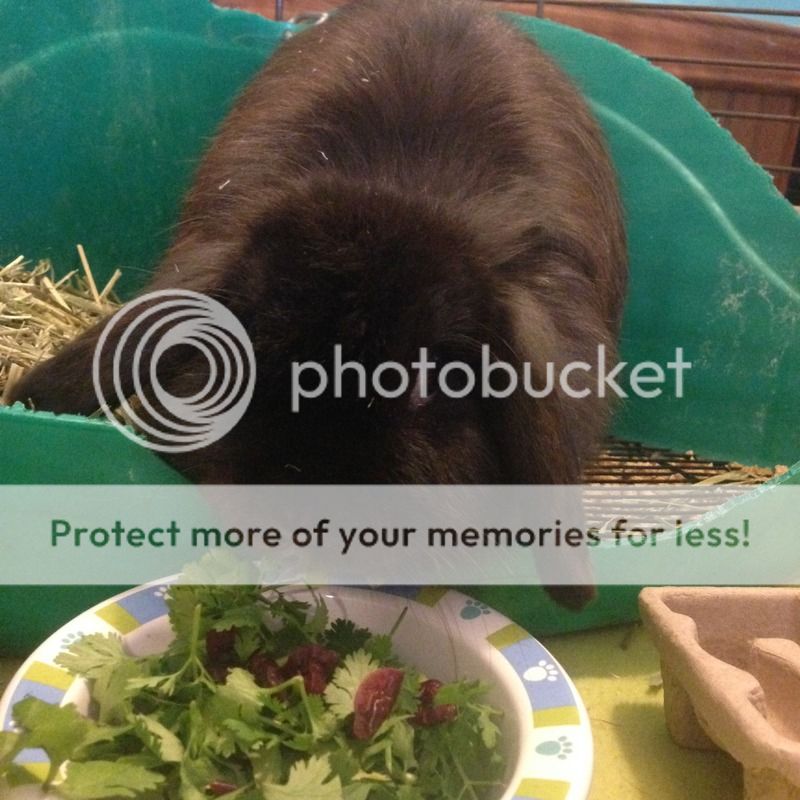  photo 5D2989AF-846F-43D6-8CE7-8D94E26C86BD_zpsg04aga8p.jpg